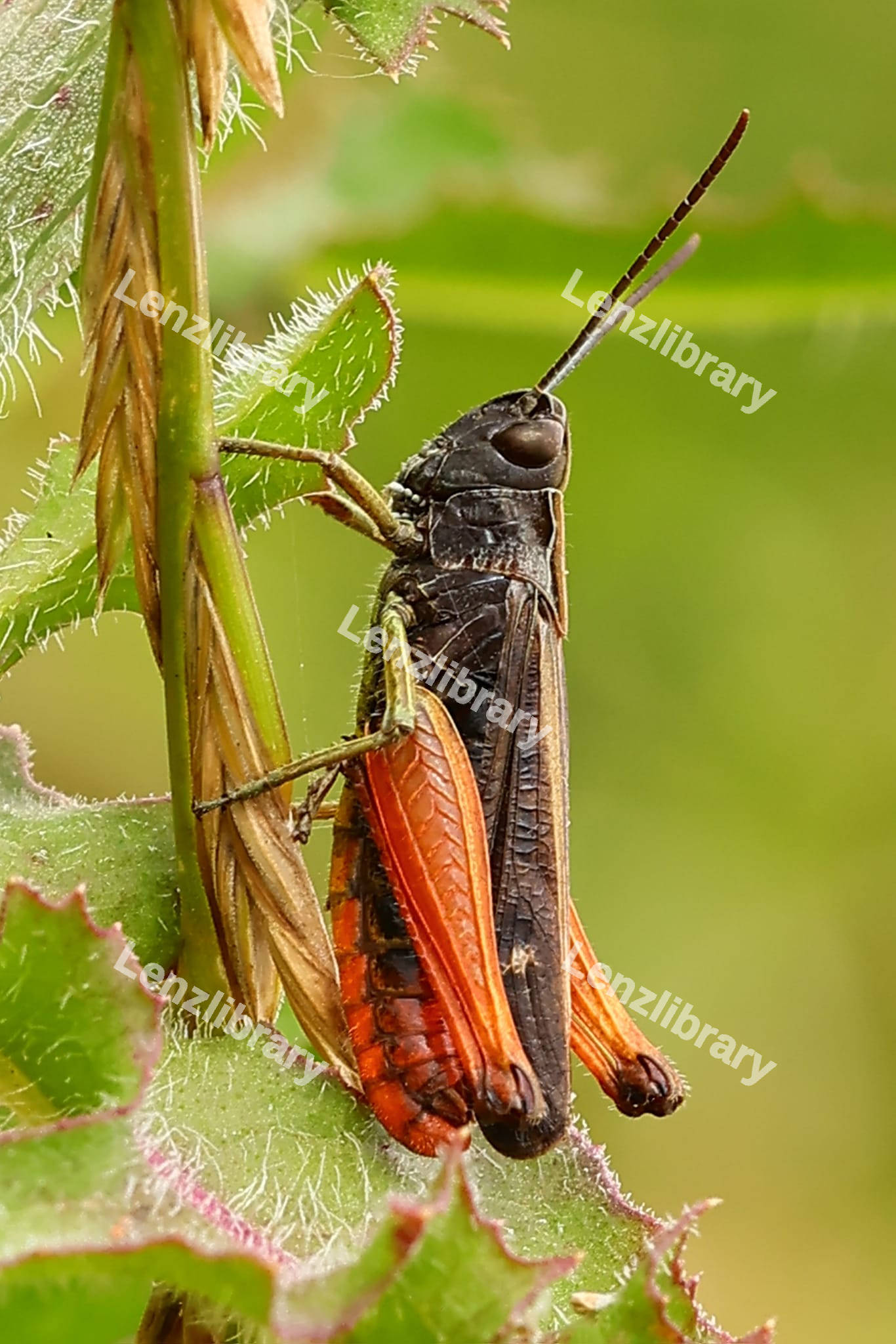 Orange and black Grasshopper
